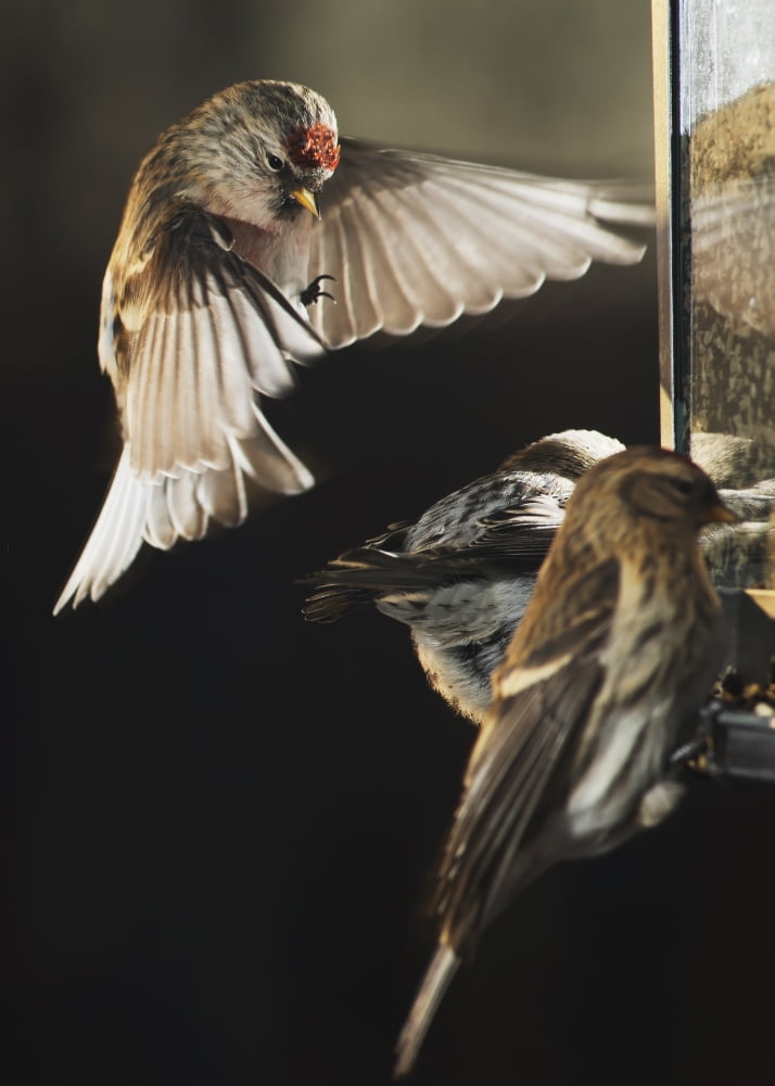 A male Common Repoll (Cadruelis flammea) hovers near a birdfeeder as it attempts to land Fairbanks Alaska Canvas Art - Greg Martin Design Pics (13 x 18)