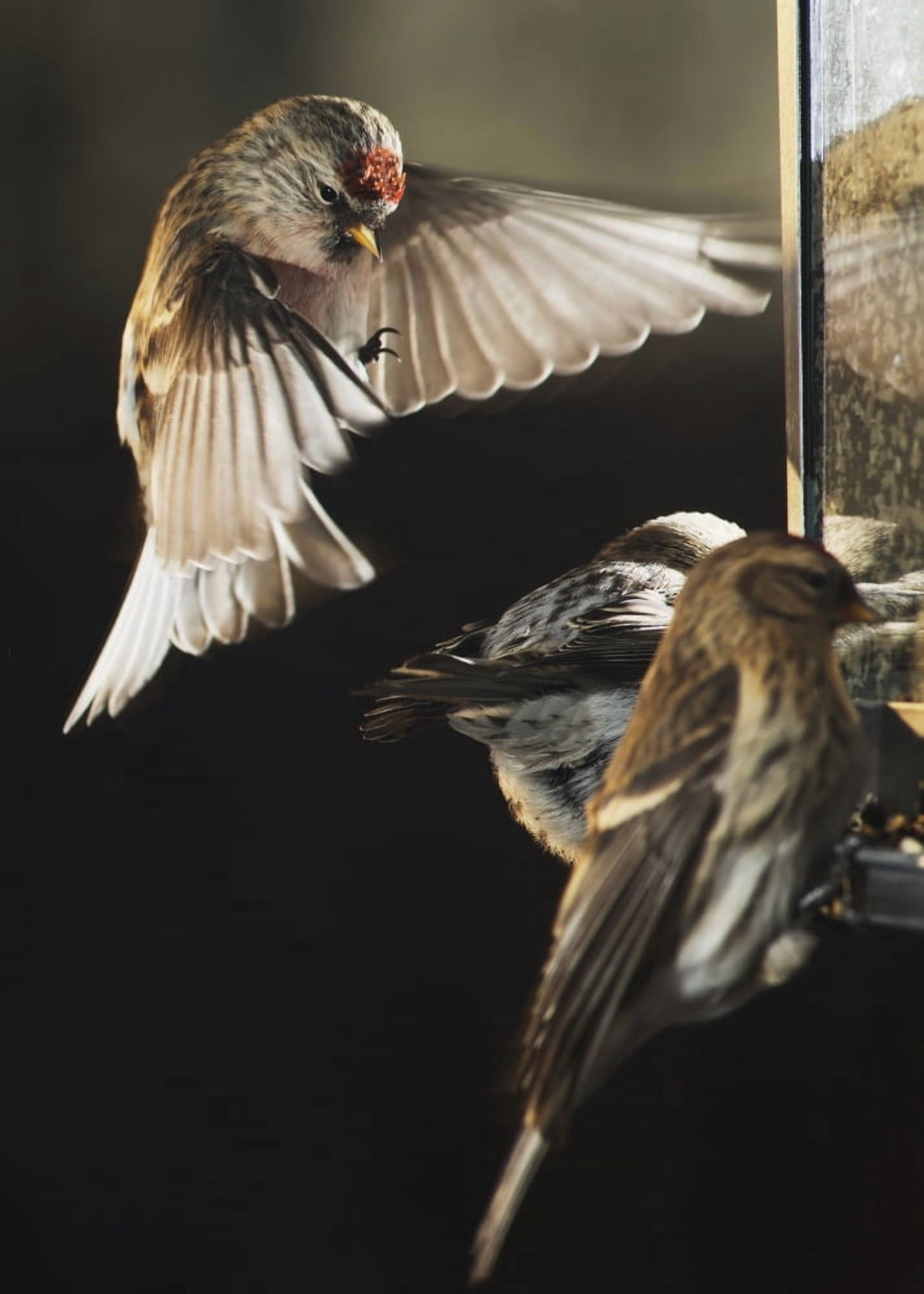 A male Common Repoll (Cadruelis flammea) hovers near a birdfeeder as it attempts to land Fairbanks Alaska Canvas Art - Greg Martin  Design Pics (26 x 36)
