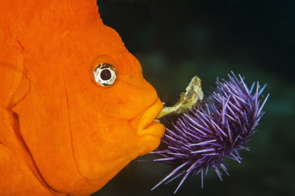 A male Garibaldi damselfish (Hypsypops rubicundus) defending his nest of eggs by removing foreign objects like this purple urchin Canvas Art - Mike Raabe Design Pics (19 x 12)