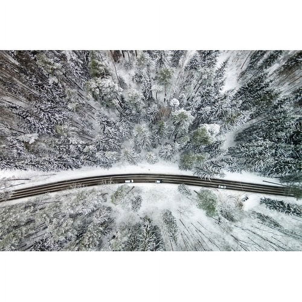 marmont hill 'icy firs' by karolis janulis photographic print on wrapped canvas