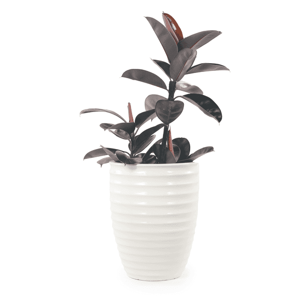 mdj pottery 1 Piece 17 Inch Large Ceramic Planter, Ceramic Indoor Plant Pots with Drainage, White Horizontal Ripples, Plant Pots for Indoor Outdoor, Doorway Decor for Monstera Fiddle Leaf Fig - White