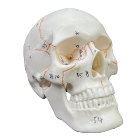 medicals Anatomical Human Skull Model,2part,Numbered,Hand-Paint Suture Life Size