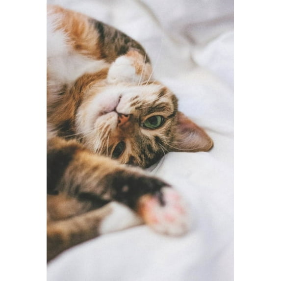 meow (Paperback)