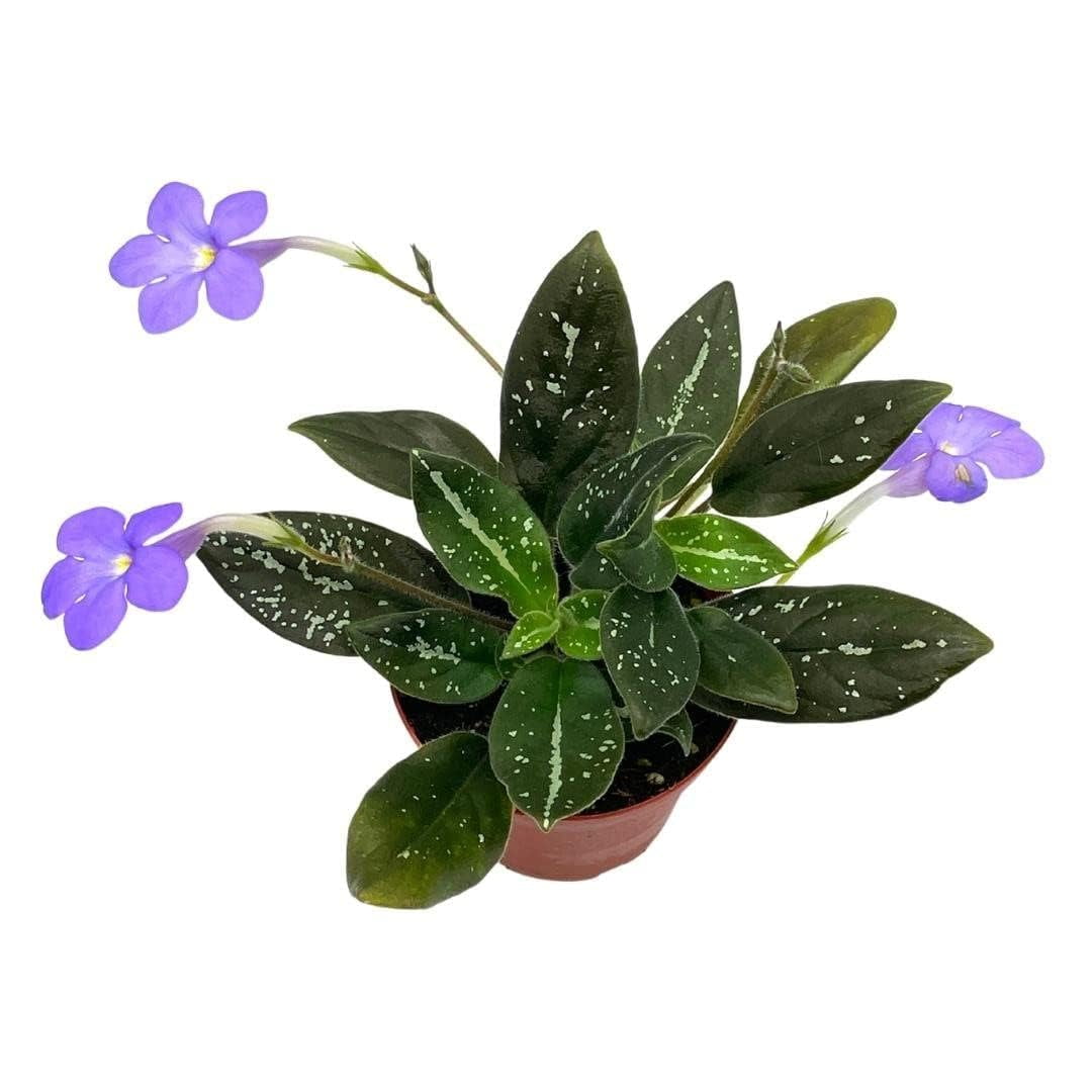 michaelmoelleria vietnamensis, Very Rare, 4 inch, New Genus, Southern Vietnam Plant