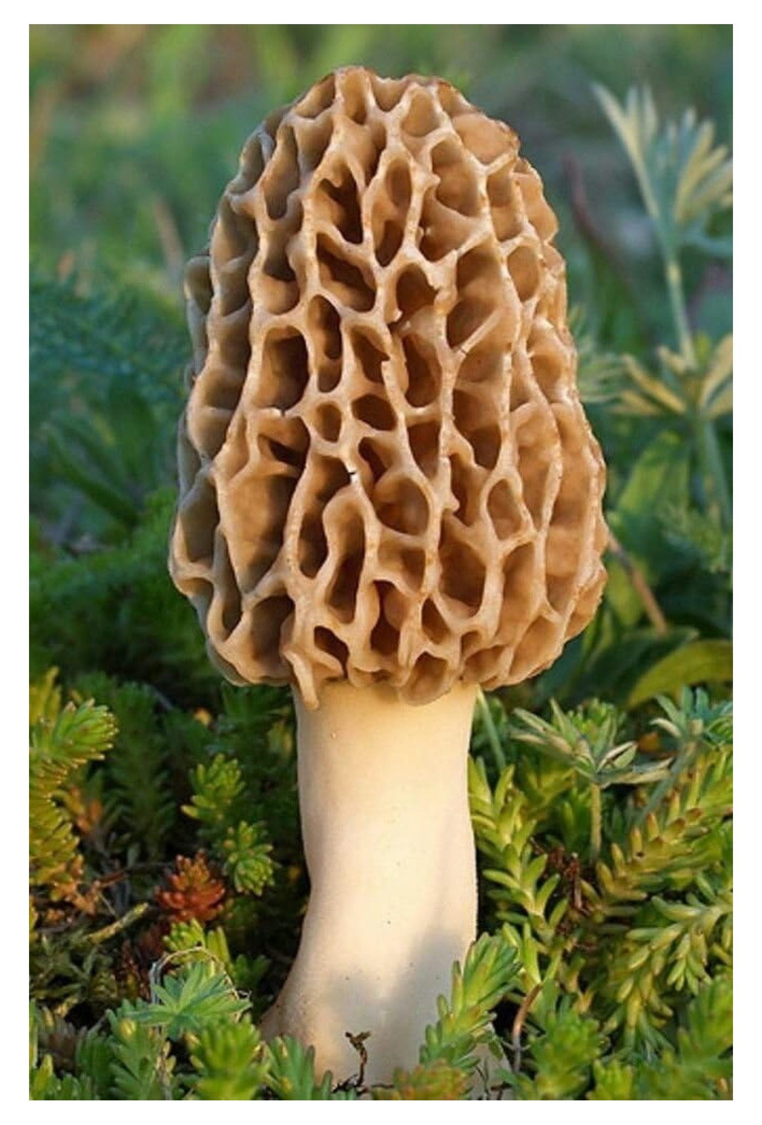 morel mushroom grow kit grow morel mushrooms and garden