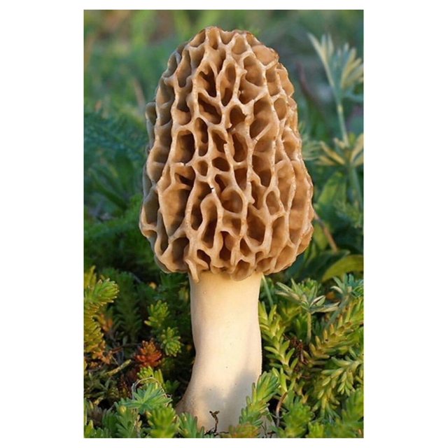 morel mushroom grow kit grow morel mushrooms and garden