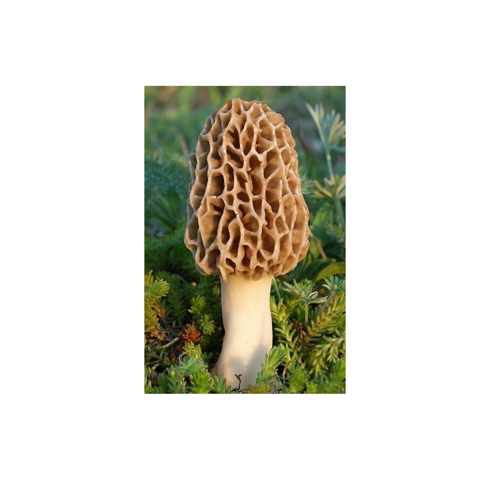 morel mushroom grow kit grow morel mushrooms and garden