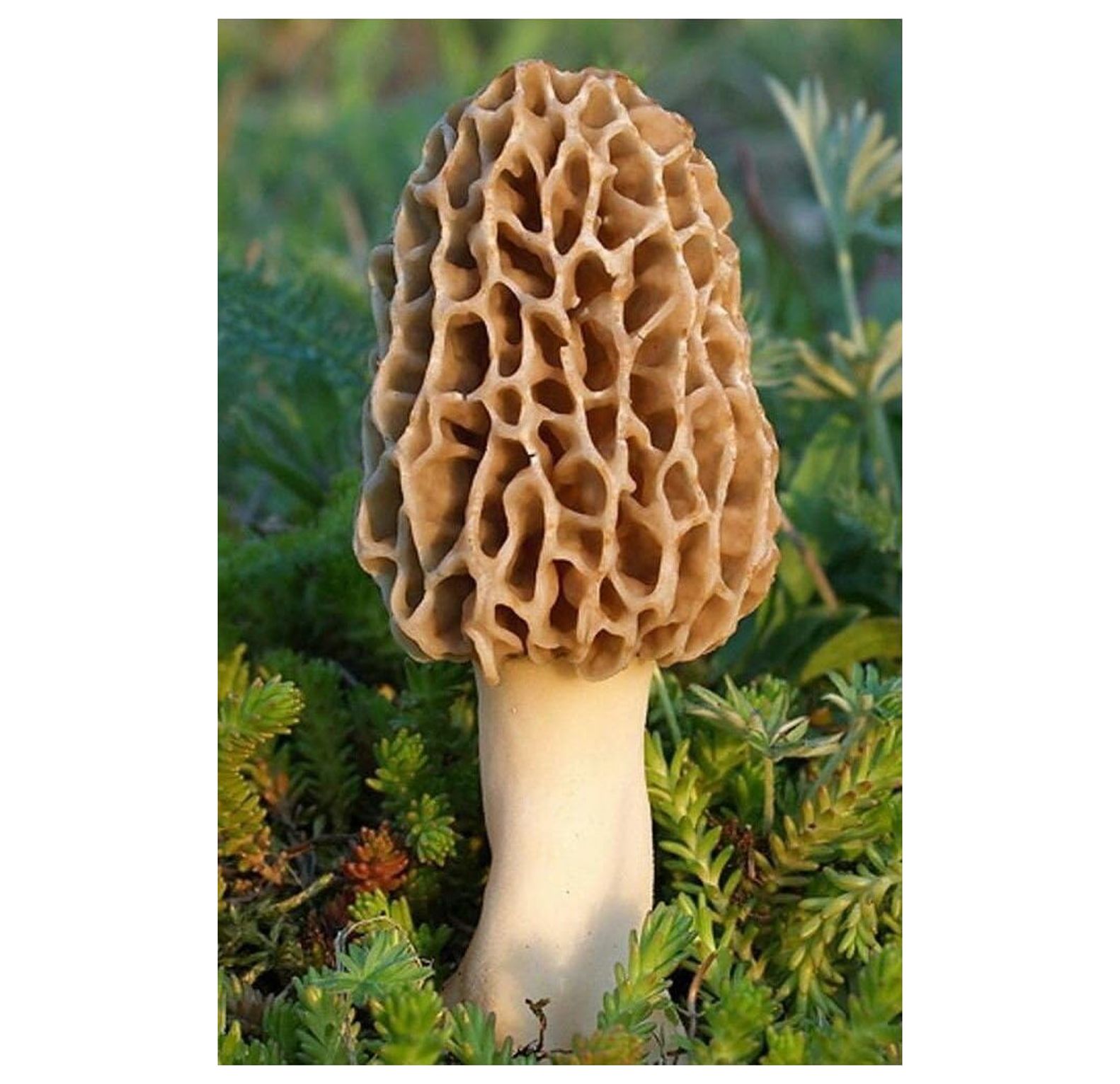 morel mushroom grow kit grow morel mushrooms and garden
