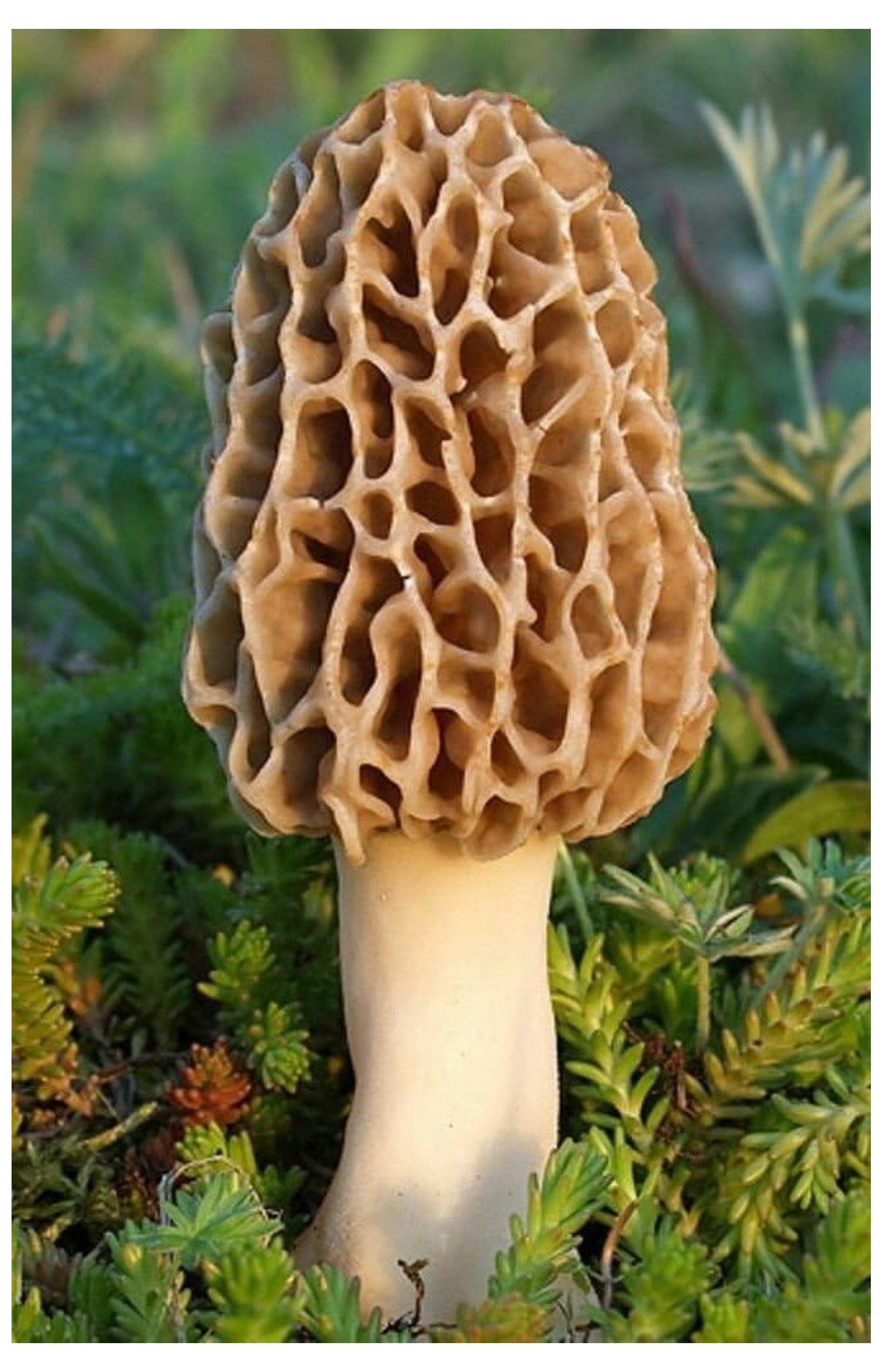 morel mushroom grow kit grow morel mushrooms and garden