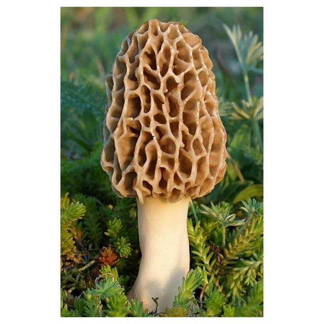 morel mushroom grow kit grow morel mushrooms and garden