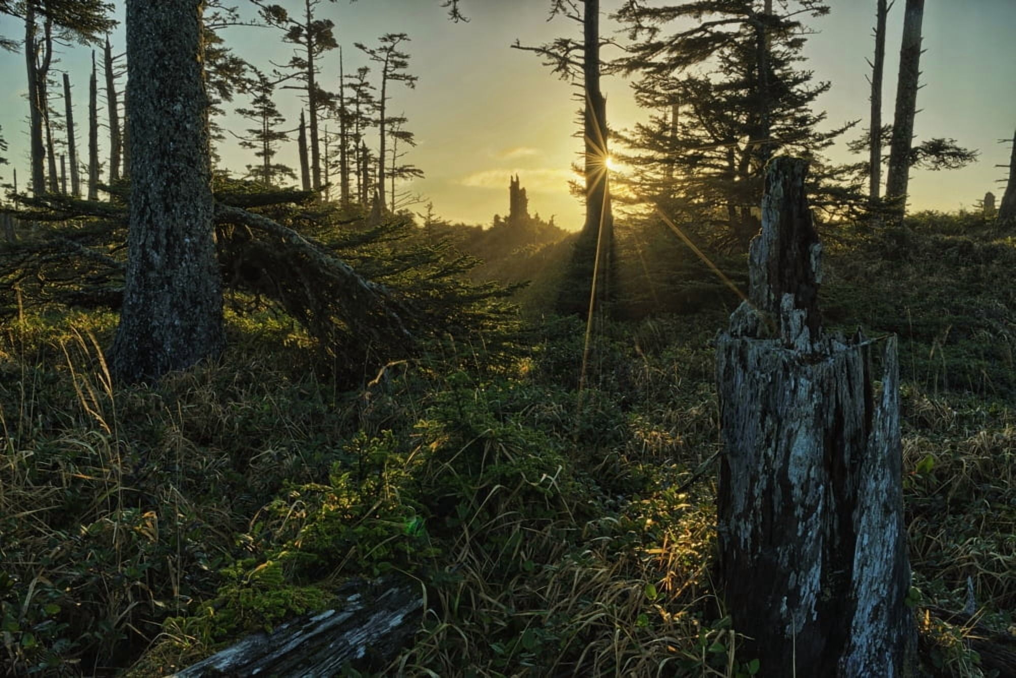 The morning sunlight filters through the ancient forests of Naikoon Provincial Park Haida Gwaii British Columbia Canada Canvas Art - Robert Postma Design Pics (19 x 12)
