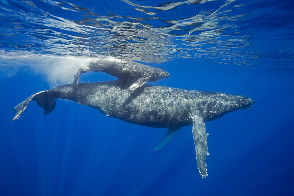 A mother and calf pair of humpback whales (Megaptera novaeangliae) come to the waters surface Maui Hawaii United States of America Canvas Art - Dave Fleetham Design Pics (38 x 24)