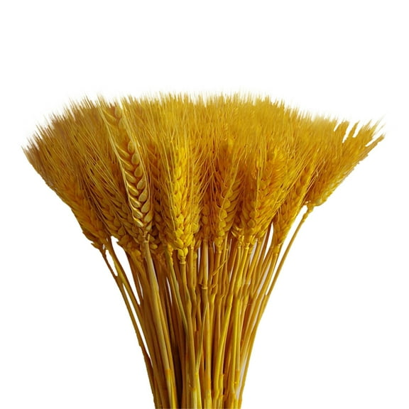 nTRIUQJ 100 Piece Realistic Wheat Bouquet Dried Floral Arrangement for Home Interior Enhancements Yellow
