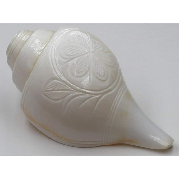 Conch Shell Vamavarti Natural Loud Blowing Shankh for Pooja Original, Engraved Basic Small Size, 12 to 13 cm, 250 to 300 Grams By Indian Collectible
