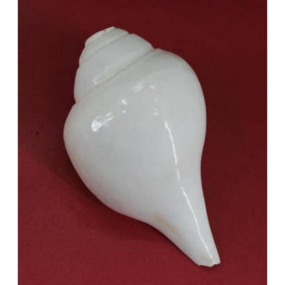 Loud Blowing Shankh for Pooja Original Big Size 6 Inch Conch Shell White Jumbo/Blowing, Loud Blowing Shankh for Pooja Original, Engraved (White) By Indian Collectible