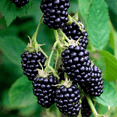 thumbnail image 1 of &nbsp;Prime Ark Freedom Blackberry&nbsp;Plant Sweet Blackberries Plants 6-12"Tall 4"Pot, 1 of 4