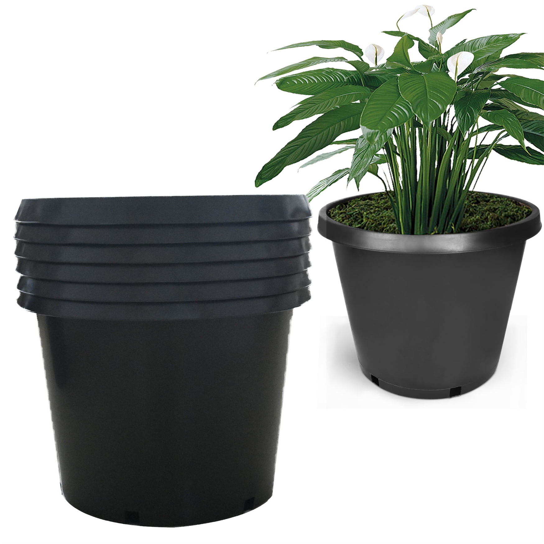 buy lavender plant Buy Spanish Lavender Phoenix, AZ | Lavandula stoechas main image 1