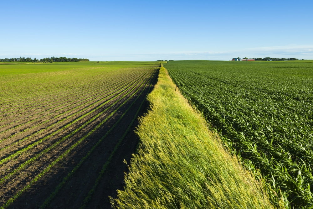 A newly planted soybean field and a green grain corn field separated by a fence row of prairie grasses Iowa United States of America Canvas Art - Scott Sinklier Design Pics (19 x 12)