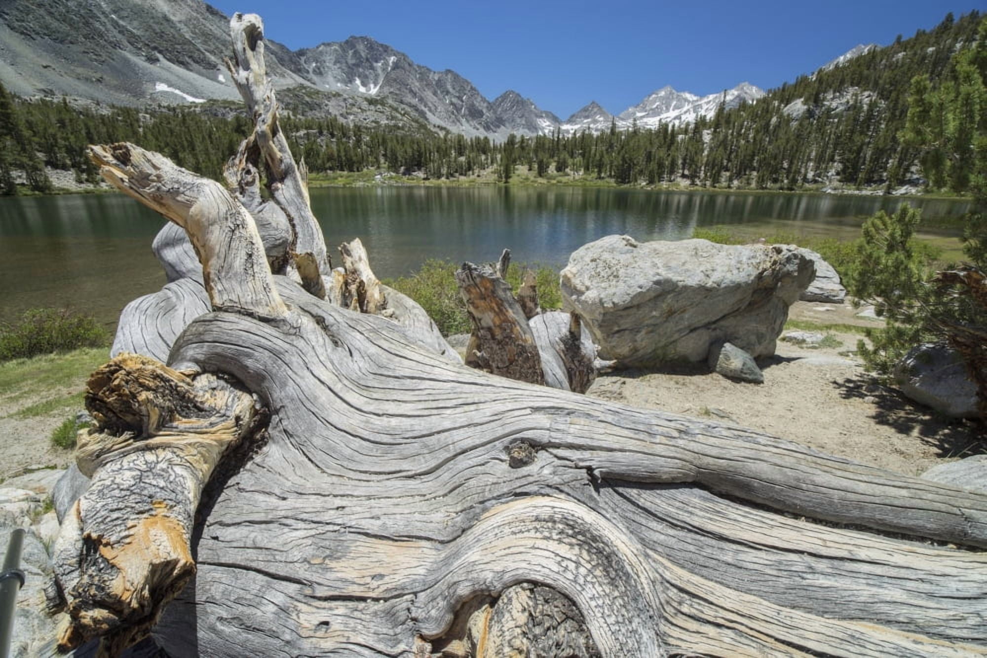 An old tree trunk lays on the shores of an unnamed alpine lake in Californias Sierra Nevada Mountains California United States of America Canvas Art - Robert Postma Design Pics (38 x 24)