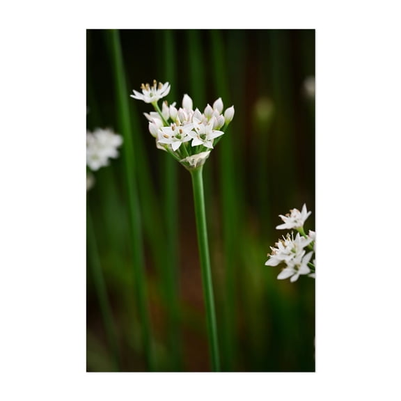 onion flowers - Carmel Valley California Photography Flowers Botanical Floral Nature Garden Scenic Summer Unframed Wall Art Print 20 x 30 inches