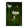 thumbnail image 1 of onion flowers on green stems - Carmel Valley California Photography Flowers Floral Botanical Nature Garden Scenic Minimalist Unframed Wall Art Print 20 x 30 inches, 1 of 60