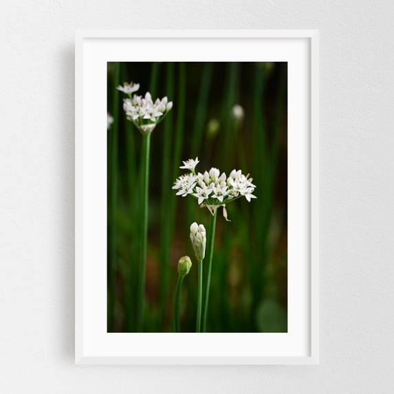 onion flowers on green stems - Carmel Valley California Photography Flowers Floral Botanical Nature Garden Scenic Minimalist White Framed Wall Art Print 20 x 30 inches
