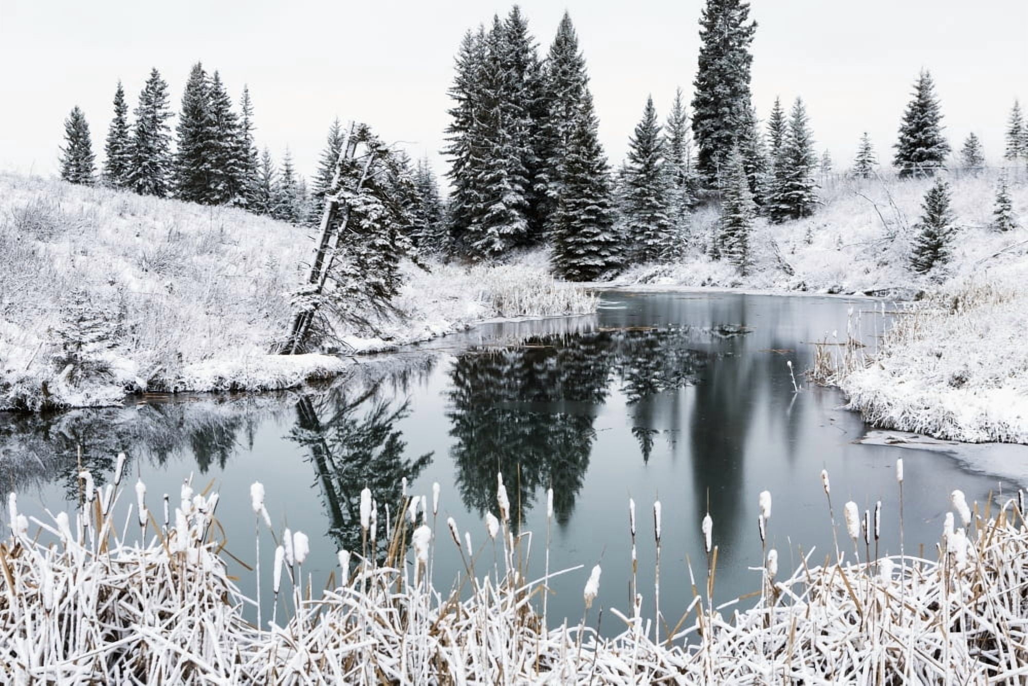 An open pond in the winter with snow covered hilly banks evergreen trees and bulrushes Calgary Alberta Canada Canvas Art - Michael Interisano  Design Pics (19 x 12)