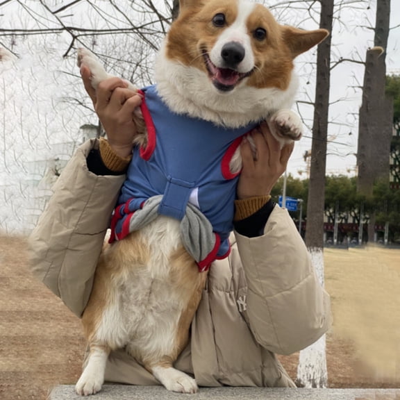 opvise Pet Sterilization Suit Anti-scratch Infection Prevention Stripe Printing Pet Cat Dog Surgical Recovery Clothes Blue