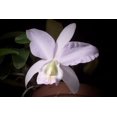 orchid plant Cattleya Eponine
