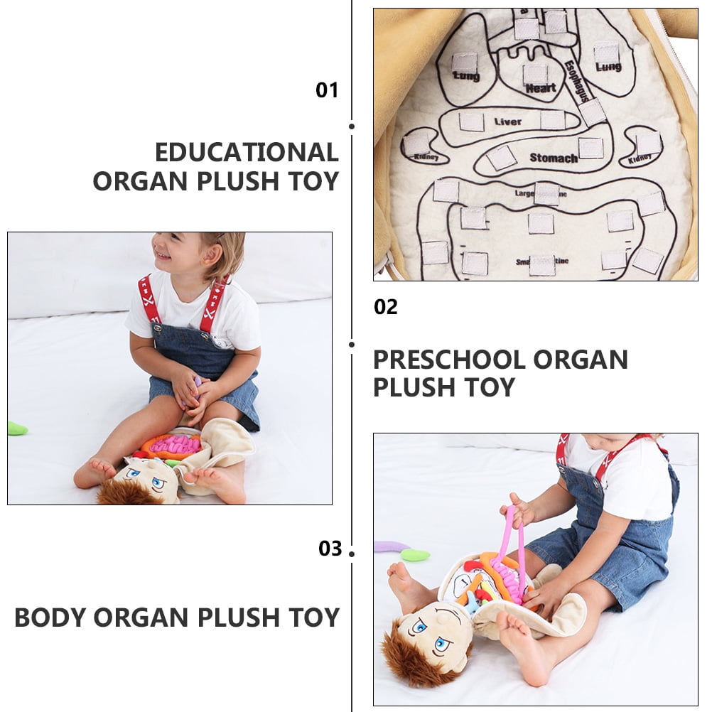 organ plush toy Human Body Anatomy Puzzle Toy Preschool Educational