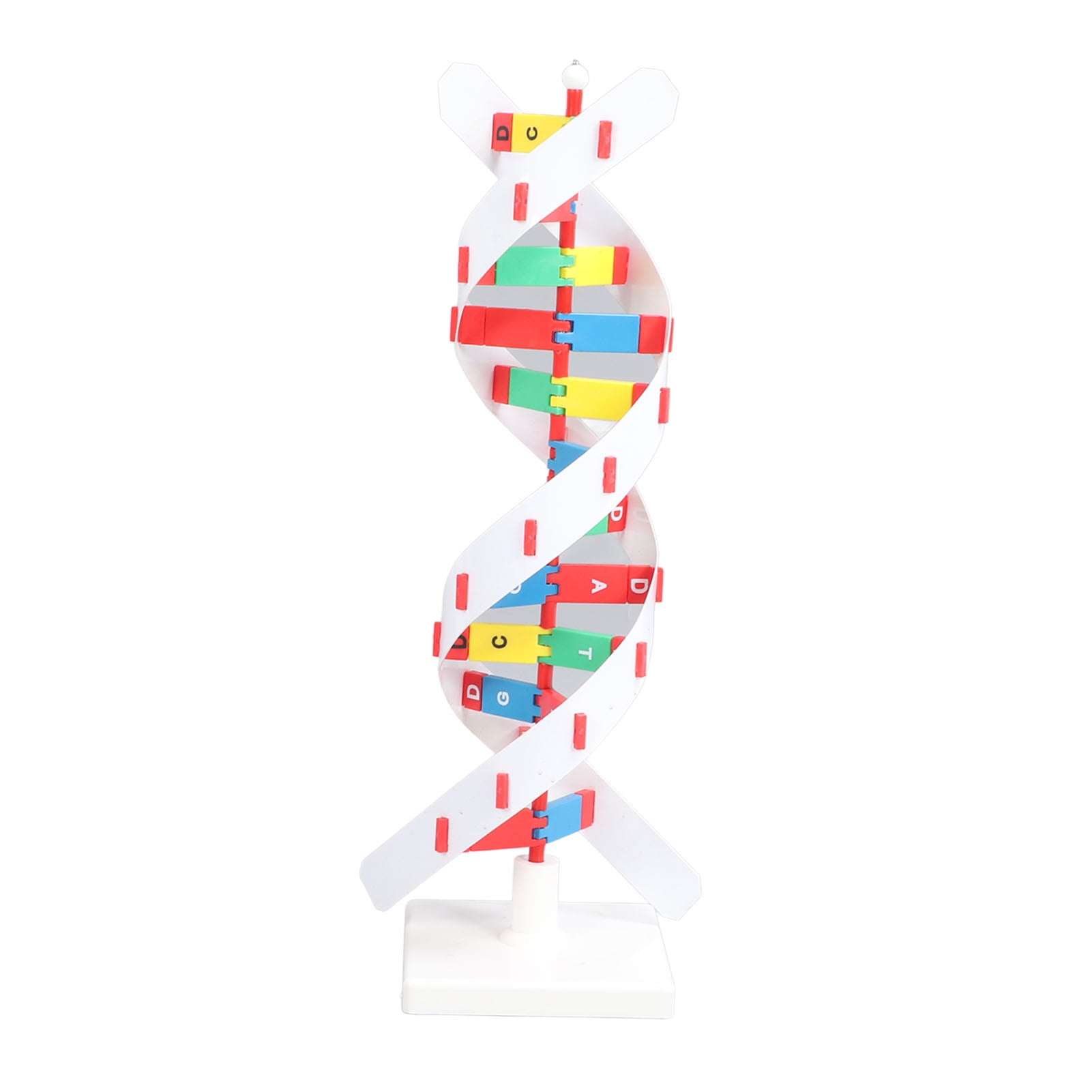 DNA Model Kit, Human DNA Model Double Spiral For Biology Classroom