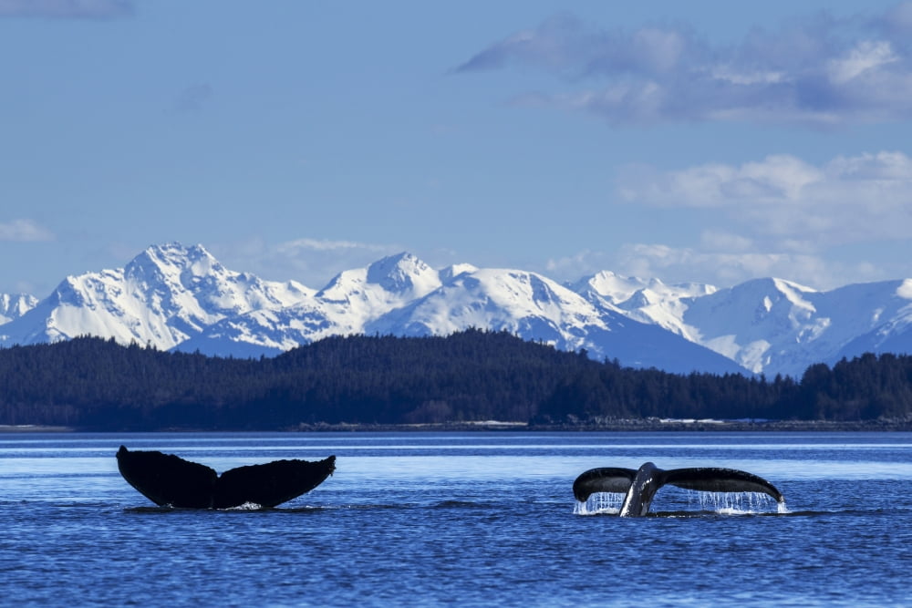 A pair of Humpback Whale tails as they dive beneath the surface Lynn Canal Inside Passage Southeast Alaska Canvas Art - John Hyde Design Pics (38 x 24)
