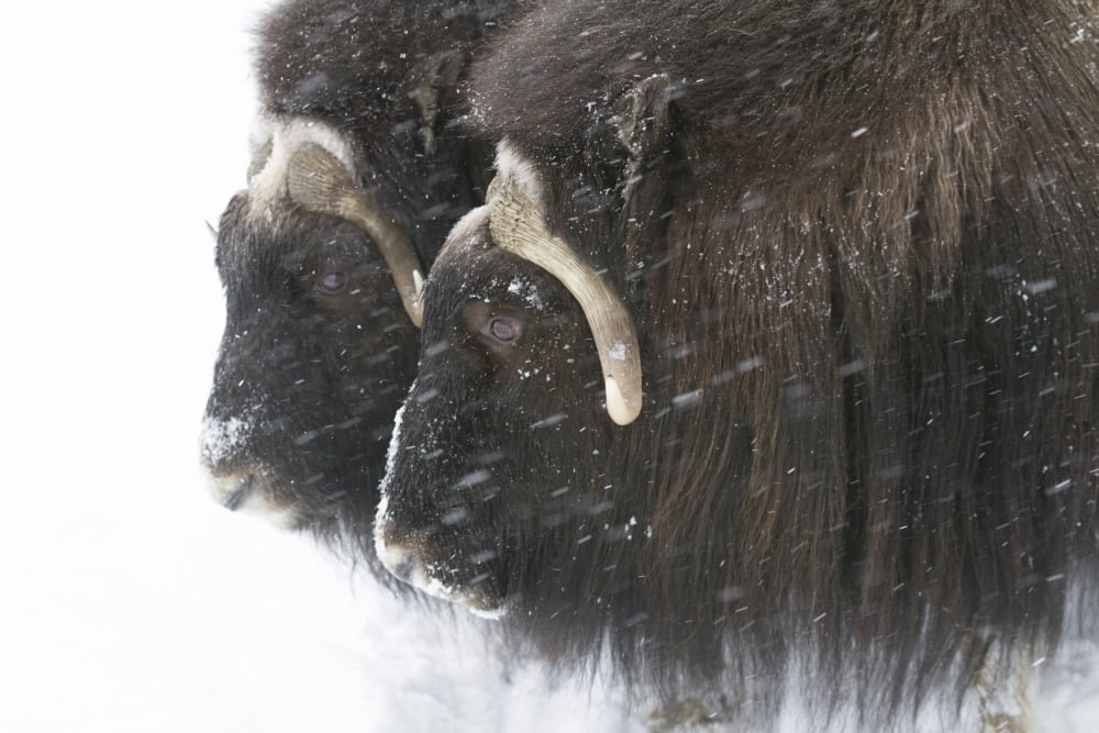 A pair of captive muskox cows stand in a little snowstorm at the Alaska Wildlife Conservation Center in Portage Alaska in winter Southcentral Alaska Canvas Art - Doug Lindstrand Design Pics (18 x 12)