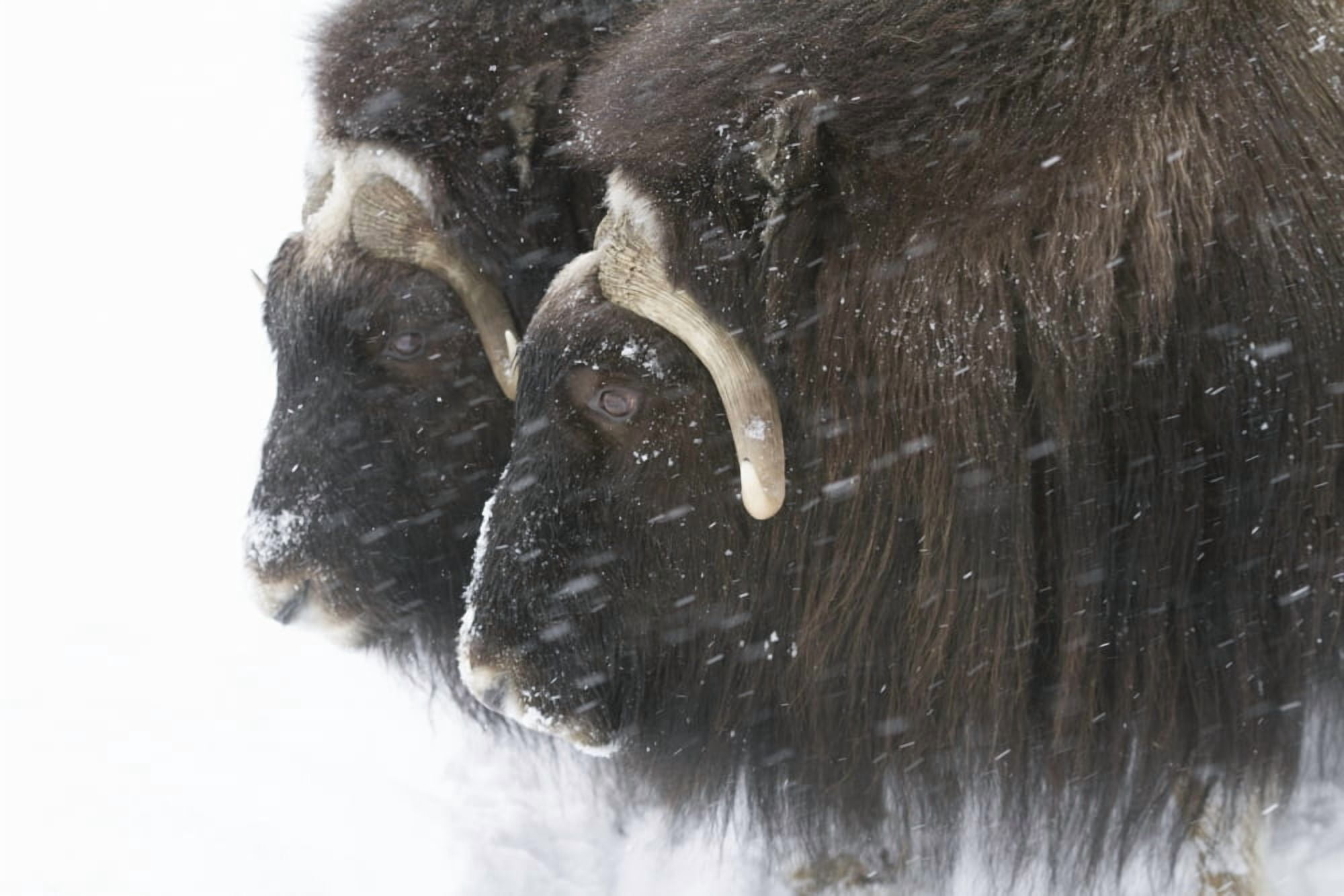 A pair of captive muskox cows stand in a little snowstorm at the Alaska Wildlife Conservation Center in Portage Alaska in winter Southcentral Alaska Canvas Art - Doug Lindstrand Design Pics (36 x 24)