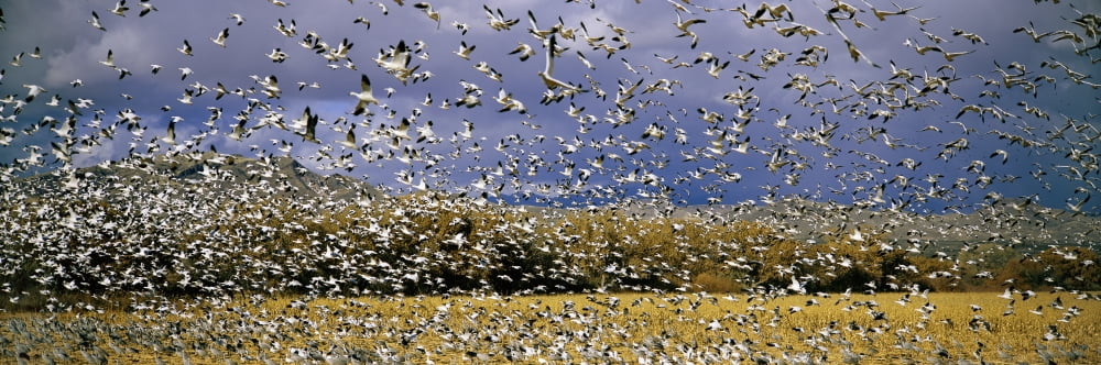 A panoramic of thousands of migrating snow geese taking flight over the Bosque del Apache National Wildlife Refuge near San Antonio and Socorro New Mexico Canvas Art - Panoramic Images (27 x 9)