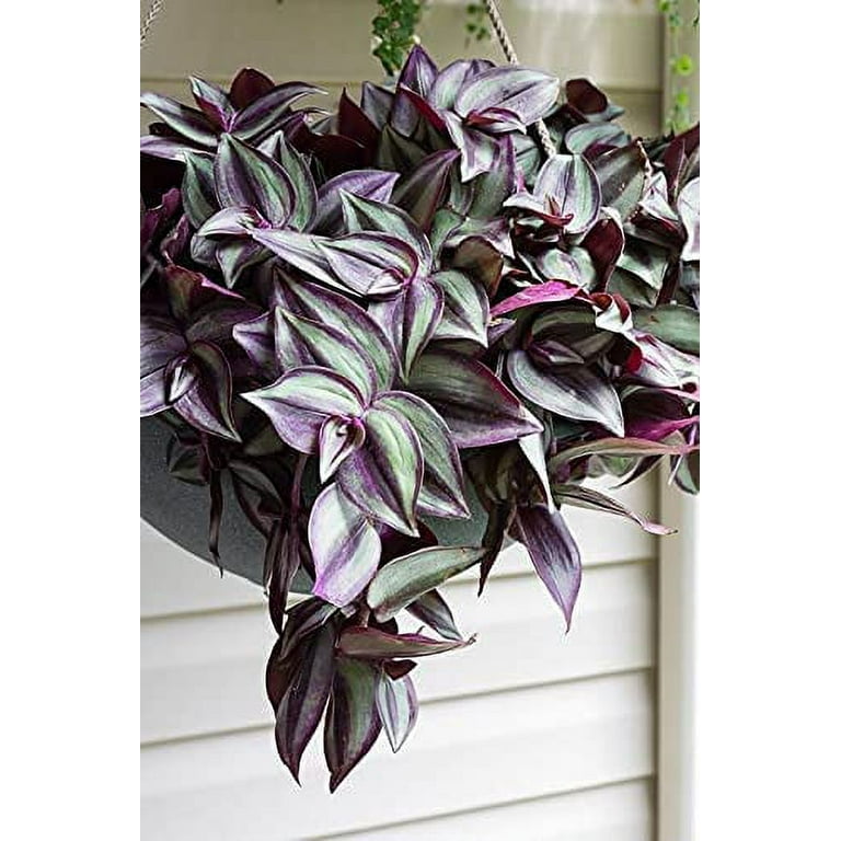 Tradescantia Cadente cm 90