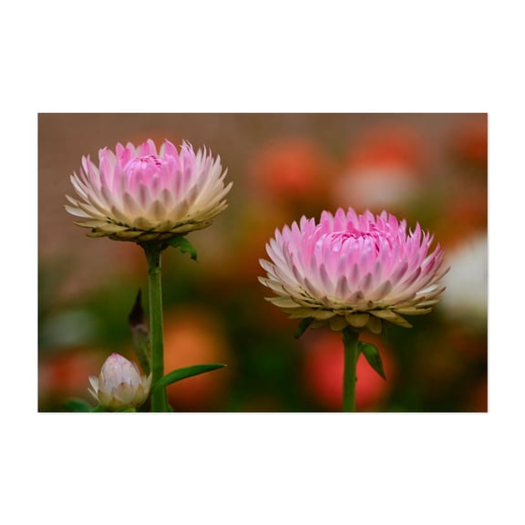 pastel pink petals of chrysanthemum flowers - Carmel Valley California Photography Flowers Floral Botanical Nature Garden Pastel Scenic Unframed Wall Art Print 4 x 6 inches