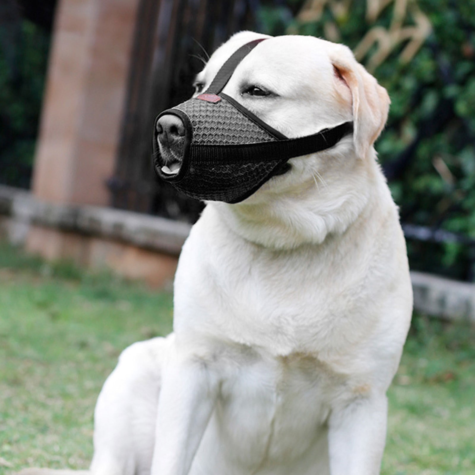 pet grooming vacuum cleaner Reduce shedding molar Breathable Mesh Dog