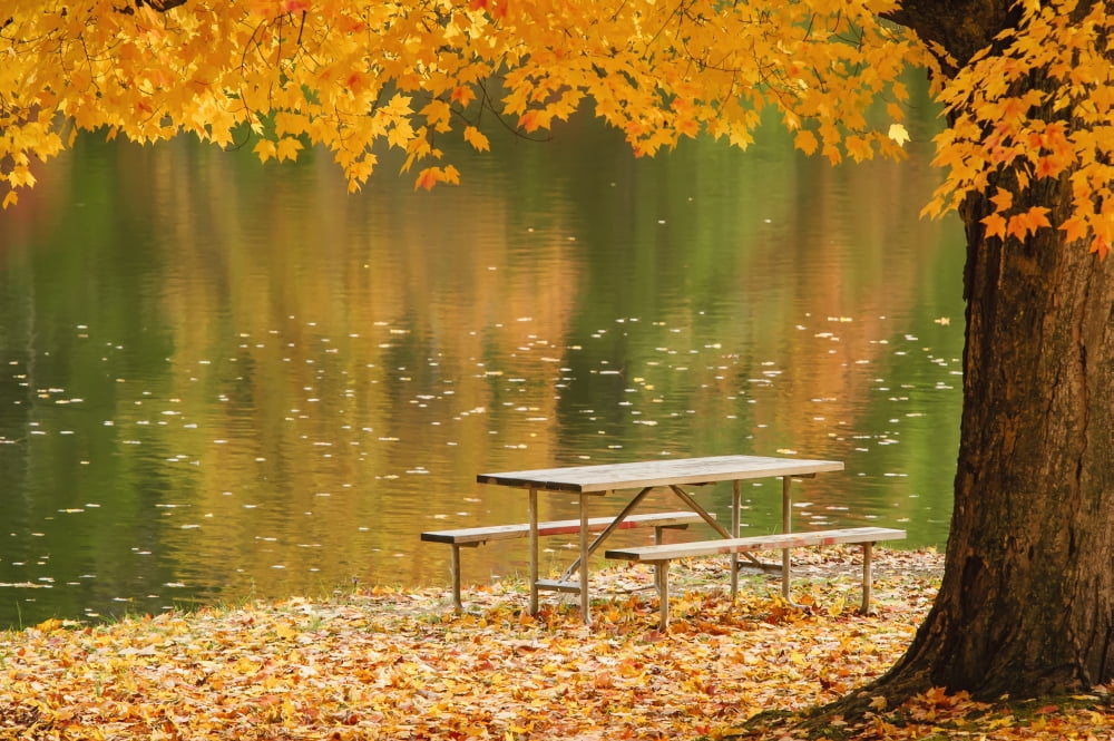 A picnic table beside a tranquil lake with golden leaves on the trees in autumn shawnee state parkOhio united states of america Canvas Art - Tom Patrick Design Pics (38 x 24)