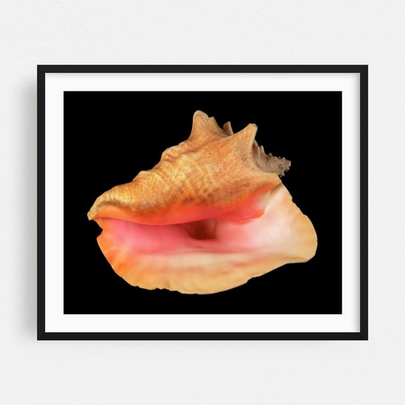 pink Queen Conch sea shell - Photography Marine Life Nautical Beach House Tropical Ocean Seaside Coastal Black Framed Wall Art Print 6 x 8 inches