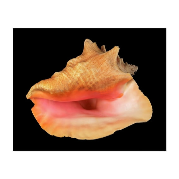 pink Queen Conch sea shell - Photography Marine Life Nautical Beach House Tropical Ocean Seaside Coastal Unframed Wall Art Print 24 x 30 inches