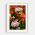 thumbnail image 1 of pink chrysanthemum flowers - Carmel Valley California Photography Flowers Floral Nature Garden Botanical Pastel Scenic Oak Framed Wall Art Print 12 x 18 inches, 1 of 59