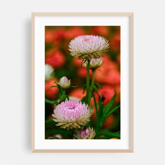 pink chrysanthemum flowers - Carmel Valley California Photography Flowers Floral Nature Garden Botanical Pastel Scenic Oak Framed Wall Art Print 12 x 18 inches