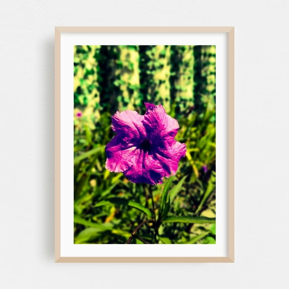 pinwheel - Garanhuns Pernambuco Brazil Photography Floral Nature Flowers Botanical Summer Scenic Oak Framed Wall Art Print 12 x 18 inches