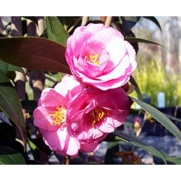 Japanrose Lisi Love