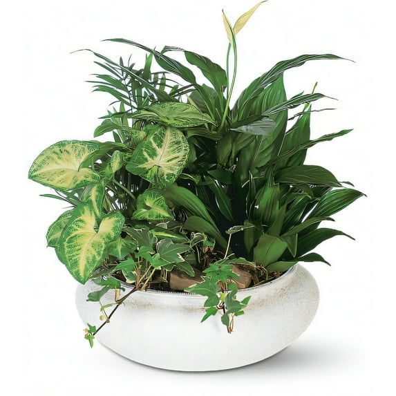 Pompano Beach Floral Company Medium Dish Garden