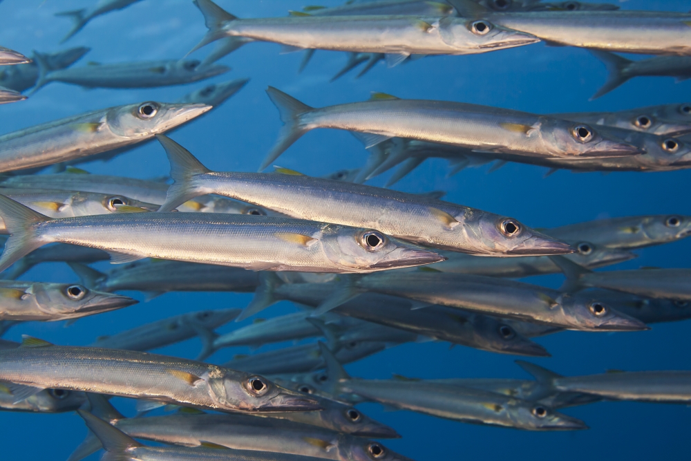 A portion of a school of Hellers barracuda (Sphyraena helleri) patrolling the open water off a Fijian reef Fiji Canvas Art - Dave Fleetham Design Pics (19 x 12)
