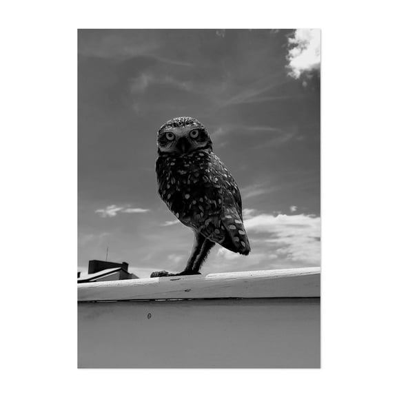 primacy - Bombinhas State of Santa Catarina Brazil Photography Black and White Bird Wildlife Nature Animal Scenic Skyline Unframed Wall Art Print 4 x 6 inches