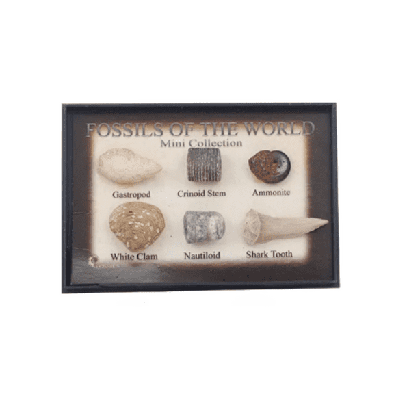 puka Fossils From Around The World