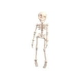 thumbnail image 1 of putnchl 3D Printed Skeleton Human Joint Movable Children's Halloween Toy Creative Refrigerator Magnet, 1 of 4